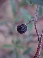 Ozoroa paniculosa