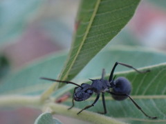 Polyrhachis schistacea
