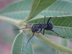 Polyrhachis schistacea