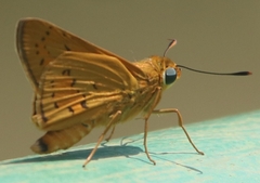 Cephrenes trichopepla