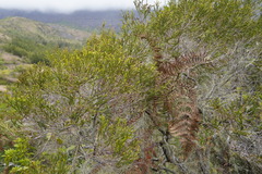 Erica reunionensis image