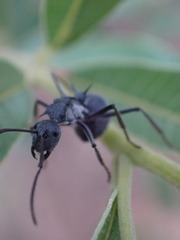 Polyrhachis schistacea