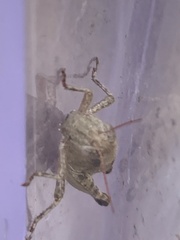 Melanoplus scudderi