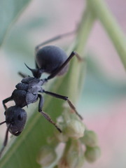 Polyrhachis schistacea