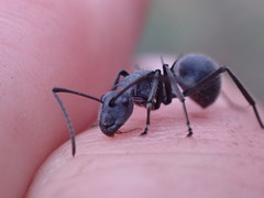 Polyrhachis schistacea