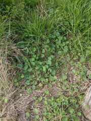 Hydrocotyle laxiflora