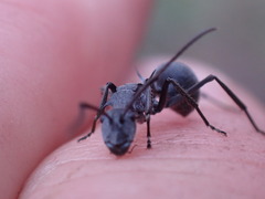 Polyrhachis schistacea