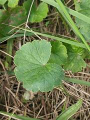 Hydrocotyle laxiflora