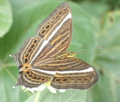 Cyrestis strigata