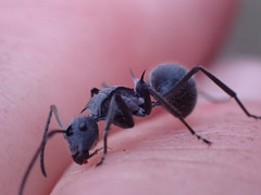 Polyrhachis schistacea