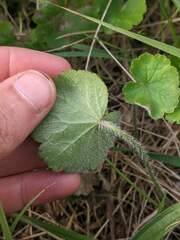 Hydrocotyle laxiflora