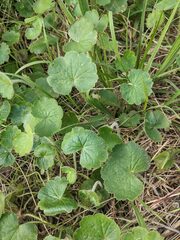 Hydrocotyle laxiflora