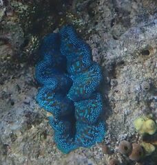 Tridacna crocea