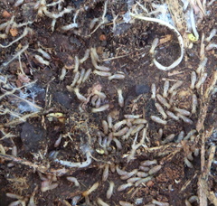 Reticulitermes grassei