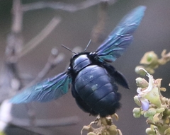 Xylocopa latipes
