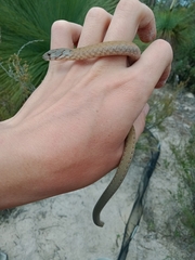 Pygopus lepidopodus