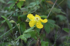 Mandevilla