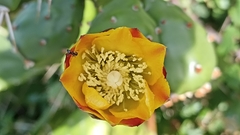 Opuntia monacantha