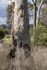 Eucalyptus dalrympleana