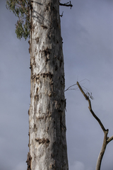 Eucalyptus dalrympleana