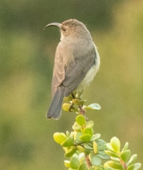Nectariniidae