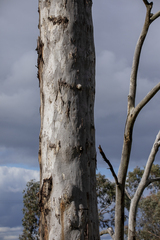 Eucalyptus dalrympleana