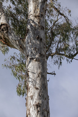 Eucalyptus dalrympleana