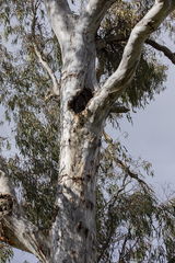 Eucalyptus dalrympleana