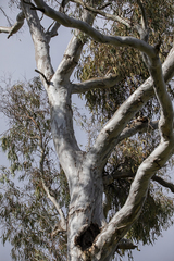 Eucalyptus dalrympleana