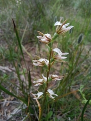 Prasophyllum odoratum