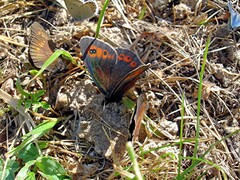 Erebia euryale