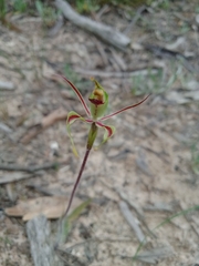 Caladenia toxochila