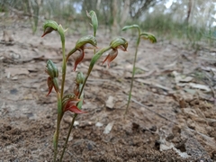 Pterostylis aciculiformis