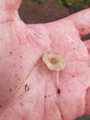 Hydropus marginellus