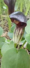 Arisarum simorrhinum