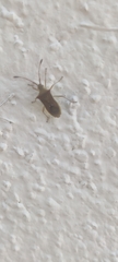 Gonocerini