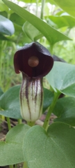 Arisarum simorrhinum