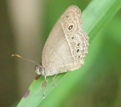 Mycalesis perseoides