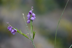 Polygala virgata image