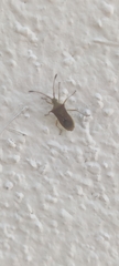 Gonocerini