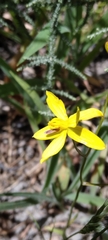 Cyanella lutea