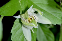 Passiflora bryonioides