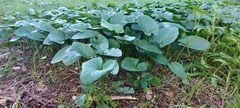 Arisarum simorrhinum