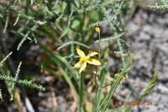Cyanella lutea