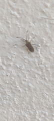 Gonocerini