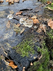 Kretzschmaria deusta