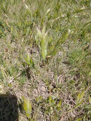 Bromus hordeaceus