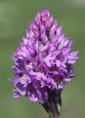 Neotinea tridentata tridentata
