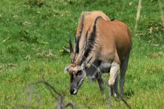 Tragelaphus oryx oryx