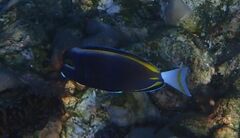 Acanthurus nigricans